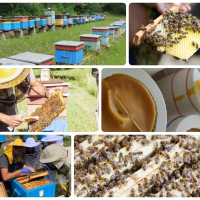 Warsztaty pszczelarskie dla młodzieży #młodziwkulturze w Gospodarstwie Pszczelarskim w Stawigudzie 